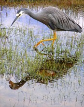 New Zealand, White-cheeked Heron (Egretta novaehollandiae, White-faced Heron), South Island,