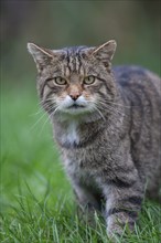 European wildcat (Felis silvestris) adult animal portrait, United Kingdom, Europe