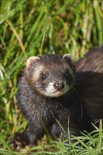 European polecat (Mustela putorius) adult animal in grassland, United Kingdom, Europe