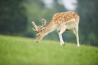 European fallow deer (Dama dama) stag standing on a meadow, tirol, Kitzbühel, Wildpark Aurach,