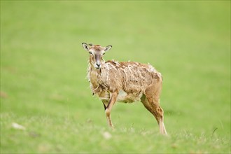 European mouflon (Ovis aries musimon) ewe standing on a meadow, tirol, Kitzbühel, Wildpark Aurach,