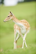 European fallow deer (Dama dama) hind walking on a meadow, tirol, Kitzbühel, Wildpark Aurach,