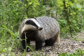 A badger runs through a green and densely overgrown forest landscape with meadow and leaves,