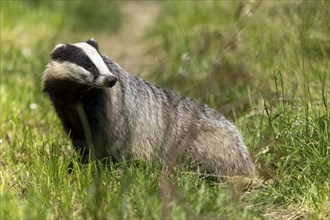 A badger looks back while in the wild, european badger (Meles meles), Germany, Europe