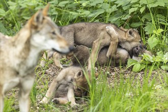 A wolf looks at its playing pups frolicking on the forest floor, European grey gray wolf (Canis