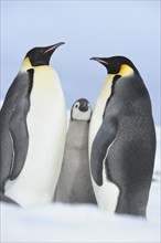 Emperor penguins (Aptenodytes forsteri), Pair with Chick, Snow Hill Island, Antartic Peninsula,