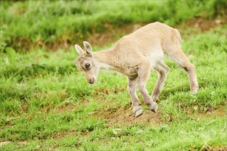 Alpine ibex (Capra ibex) youngster running on a meadow, wildlife Park Aurach near Kitzbuehl,