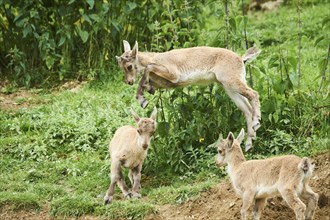 Alpine ibex (Capra ibex) youngster jumging in the air on a meadow, playing, wildlife Park Aurach