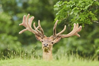 Red deer (Cervus elaphus) stag, portrait, Kitzbühel, Wildpark Aurach, Austria, Europe