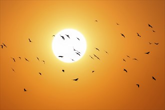 Flying crows in front of the sun, flock of birds, sunset, Baden-Württemberg, Germany, Europe