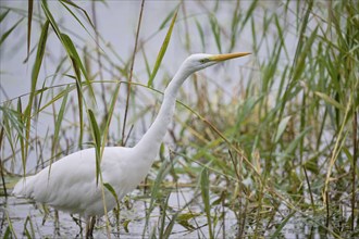 Great egret (Ardea alba), Lower Saxony, Germany, Europe