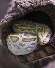 Dark tiger python (Python bivittatus), Germany, Europe