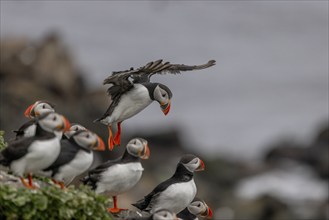 Puffin (Fratercula arctica), approaching to land, Grimsey Island, Iceland, Europe