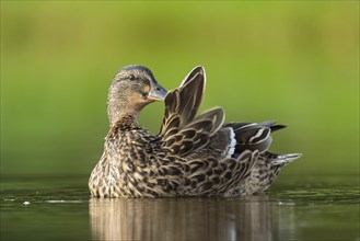 Mallard (Anas platyrhynchos) grooming, female, Aviemore, Scotland, Great Britain