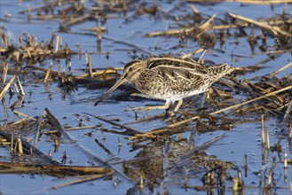 Common snipe (Gallinago gallinago) adult bird walking in a reedbed, England, United Kingdom, Europe