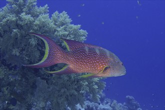 Yellow-edged lyretail (Variola louti), dive site Gordon Reef, Strait of Tiran, Sinai, Egypt, Red