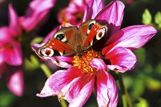 Peacock butterfly (Inachis io) on a dahlia, October, Saxony, Germany, Europe