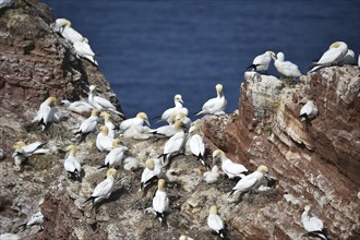 Northern gannet (Morus bassanus) on Heligoland with offspring, Schleswig-Holstein, Germany, Europe