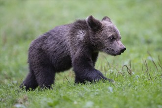 European brown bear or Eurasian brown bear (Ursus arctos arctos), young in a meadow, animal