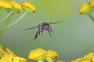 European honey bee (Apis mellifera) bee in flight, over flowers of tansy (Tanacetum vulgare),