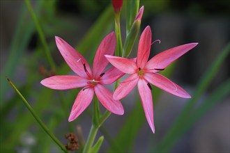 River lily (Hesperantha coccinea), flowering, blooming, at a pond, Elllerstadt, Germany, Europe