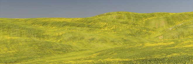 Landscape around Pienza, Val d'Orcia, Orcia Valley, UNESCO World Heritage Site, Province of Siena,