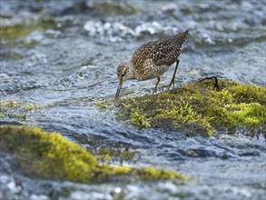 Wood Sandpiper (Tringa glareola), adult, foraging in stream, Finnmark, Norway, Europe