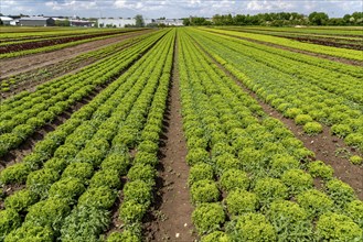 Agriculture, lettuce growing in a field, Lollo Bionda, in long rows of plants, North