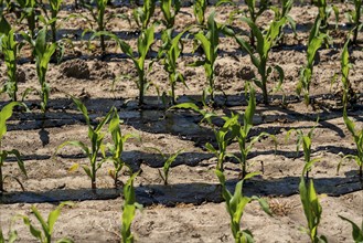 A maize field, with young plants, is fertilised with liquid manure, near Geldern, North