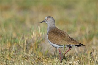 Black-winged Lapwing, (Vanellus melanopterus), Midmar Nature Reserve, Howick, KwaZulu-Natal, South