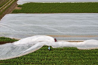 Potato field, fleece cover is removed, the fleece is intended to protect against weather