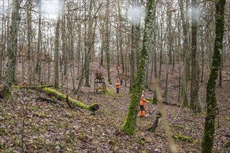 Driven hunt, party hunt in Schönbuch near Böblingen. Drivers in protective clothing drive the game