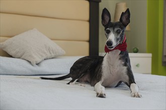 Portrait of a greyhound with a red ribbon, sitting on a bed and looking attentively at the camera.