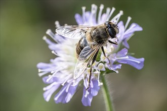 Drone fly (Eristalis interrupta) on water mint (Mentha aquatica), Emsland, Lower Saxony, Germany,