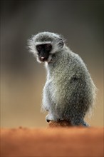 Vervet Monkey (Chlorocebus pygerythrus), adult, at the water, sitting, alert, Kruger National Park,