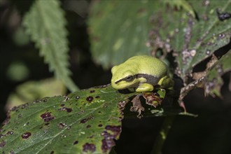 Tree frog (Hyla arborea), Lower Saxony, Germany, Europe