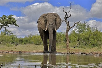 African elephant (Loxodonta africana), bull, male, at the water, Kruger National Park, Kruger