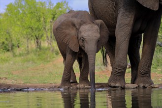 African elephant (Loxodonta africana), young animal, mother, young animal with mother, at the