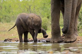 African elephant (Loxodonta africana), young animal, calf, baby elephant, mother, young animal with