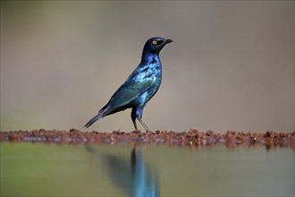 Red-shouldered Glossy Starling (Lamprotornis nitens), adult, at the water, alert, Kruger National