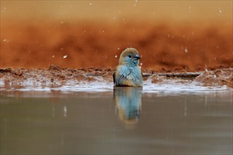 Angolan butterfly finch (Uraeginthus angolensis), blue-eared butterfly finch, adult, at the water,