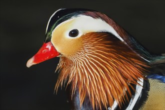 Mandarin duck (Aix galericulata), side view, animal portrait, Hesse, Germany, Europe