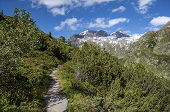 Mountain landscape with hiking trail through mountain pines, behind summit Großer Mörcher, Berliner