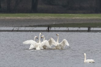 Tundra swans (Cygnus bewickii), fighting, Emsland, Lower Saxony, Germany, Europe