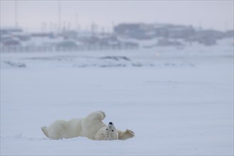 Polar bear (Ursus maritimus), lying and playing in the snow, village, Kaktovik, Arctic National