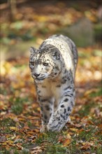 Snow leopard (Panthera uncia syn. Uncia uncia) in an autumn forest, captive