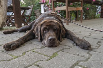 Dog, breed Labrador lying tired on the ground in a garden pub, Bavaria, Germany, Europe