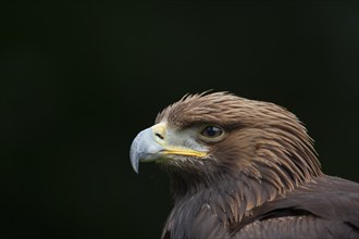 Golden eagle (Aquila chrysaetos) adult bird head portrait, England, United Kingdom, Europe