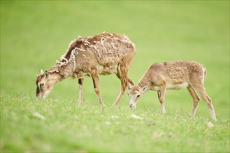 European mouflon (Ovis aries musimon) ewe with her youngster standing on a meadow, tirol,