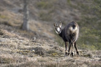 Chamois (Rupicapra rupicapra), Austria, Upper Austria, Totes Gebirge, Europe